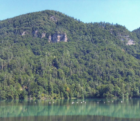 Schwäne in der Drau
