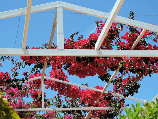 Bougainvillea