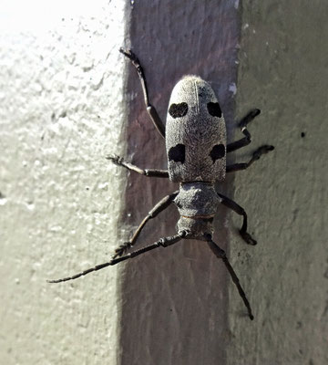 Käfer in Portoroz