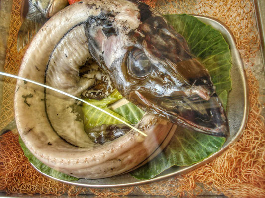 Espada - schwarzer Degenfisch - lebt in 800m Tiefe 