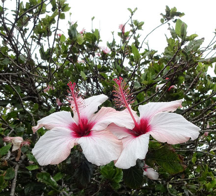 Frühling in Südafrika