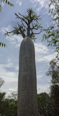 Baobab