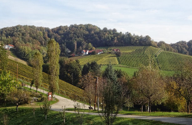 Blick vom Pronegg in die Weinberge 