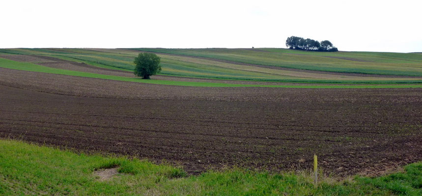 Landschaft bei Goberling