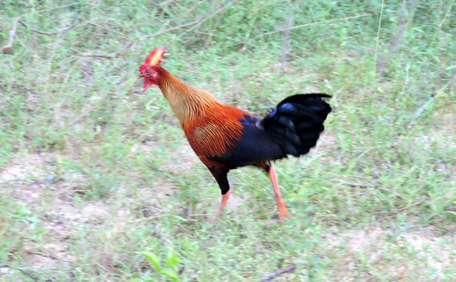 wilder Hahn, Lafayettehuhn (Gallus lafayetii) Nationaltier Sri Lankas