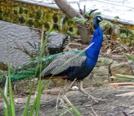 Pfau