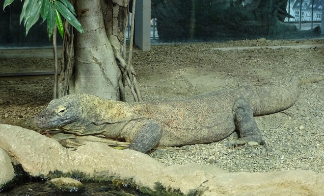 Auch ein kroko im Haus des Meeres