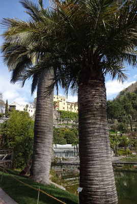 Alte Palmen vor dem Schloss