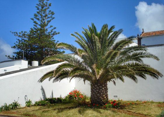 Palme