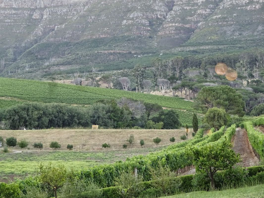 Blick aus dem Restaurant in die Weinberge