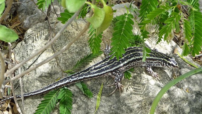 Mini Leguan