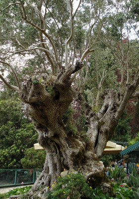 2000 Jahre alter Olivenbaum 