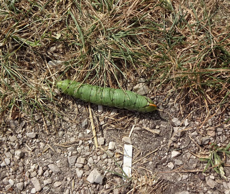 Was das wohl für ein Schmetterling wird?