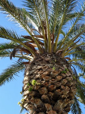 Palme