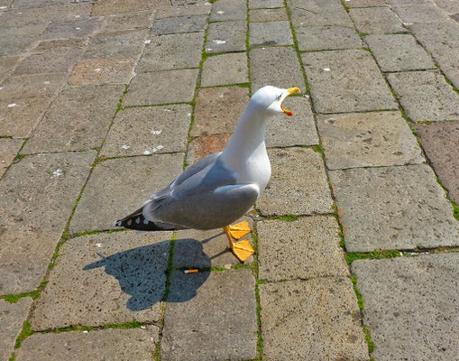 frischer Fisch in Sicht!