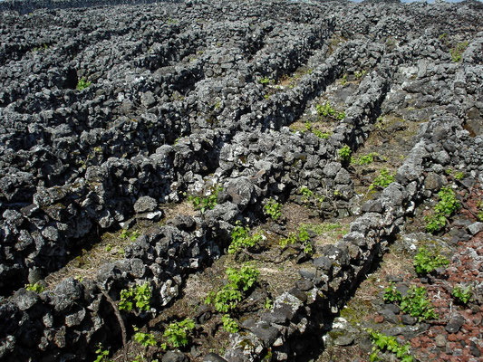 Ungewöhnlicher Weinbau 