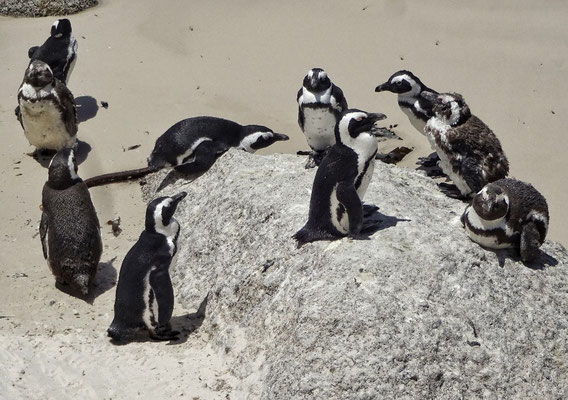 Afrikanische Pinguine