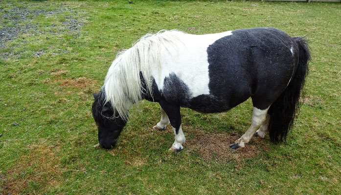 Shetland Pony