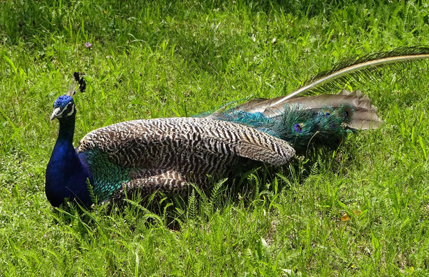 Pfau