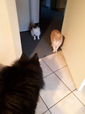 Auch mit den Katzen klappt es! 