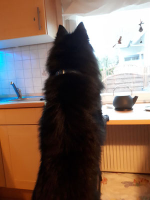 ... schaut aus demm Fenster was es zu enddecken gibt.