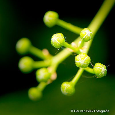 Bloemknoppen leiboom