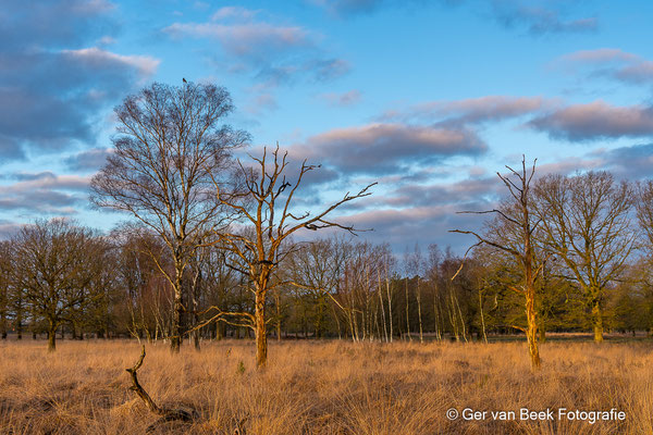 Kampina