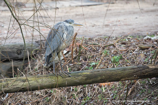 Blauwe reiger