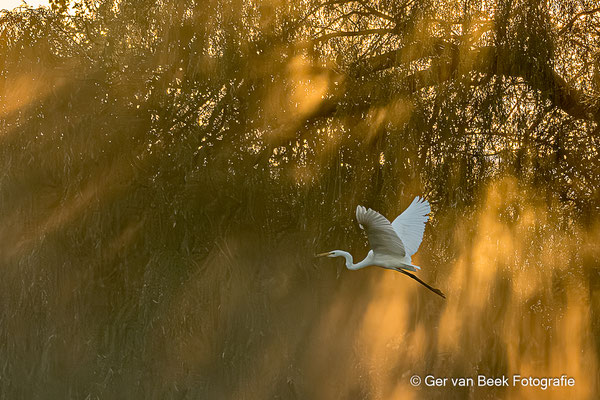 Grote zilverreiger
