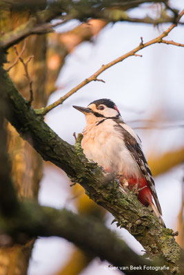 Grote bonte specht