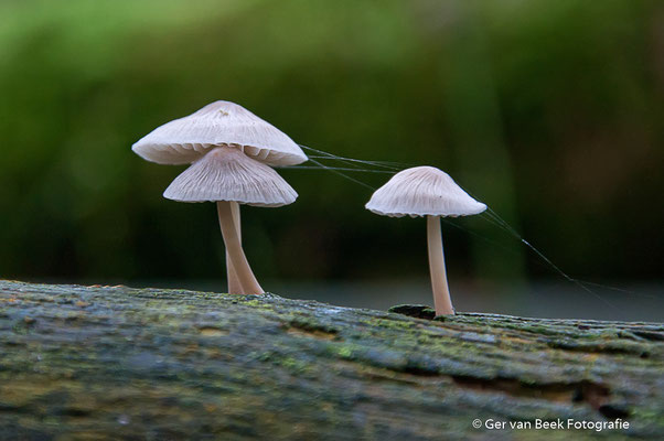 Bleekgele Mycena