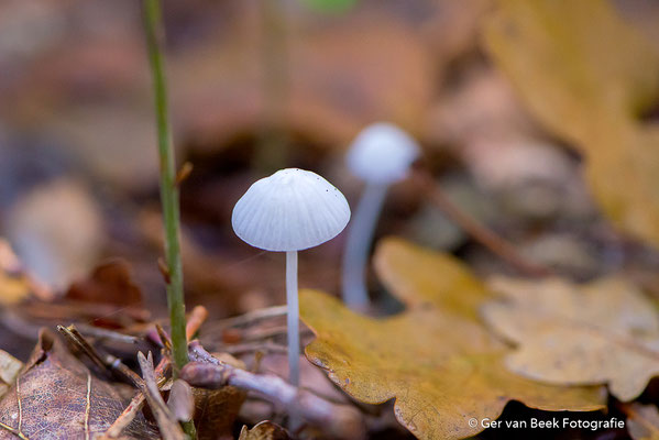 Bleekgele Mycena