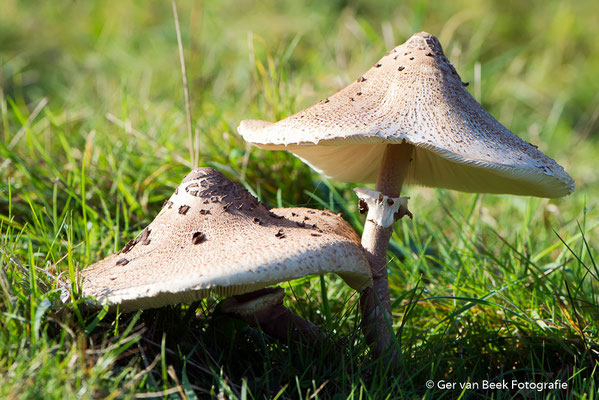 Grote Parasolzwam