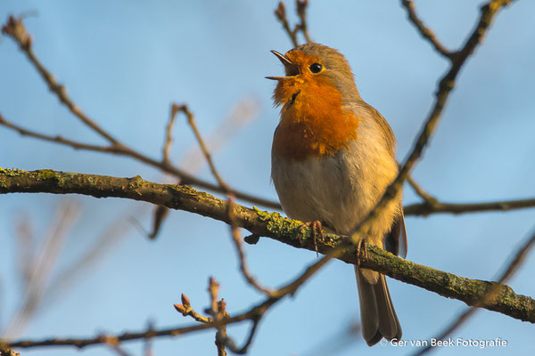 Roodborst