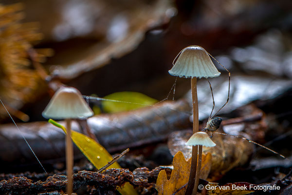 Melksteelmycena
