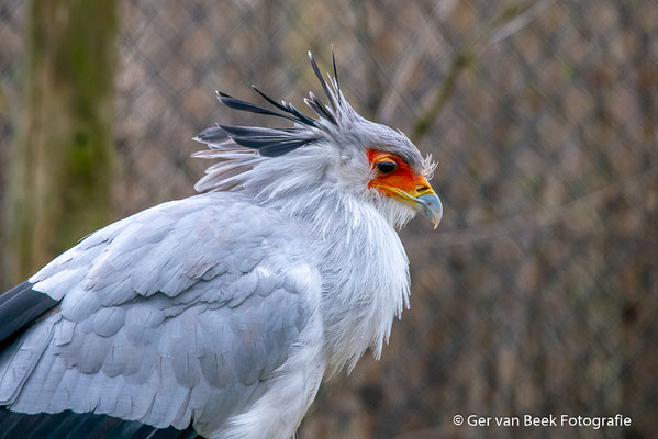 Secretarisvogel