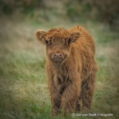 Schotse hooglander