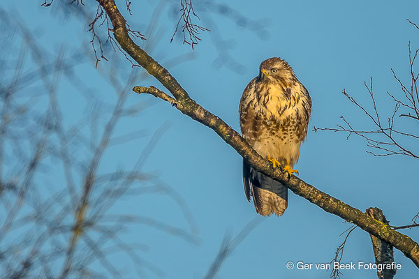 Buizerd