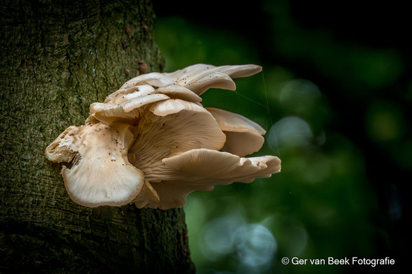 Platte Tonderzwam