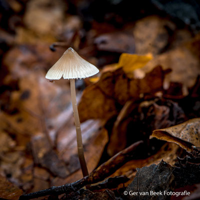 Bleekgele mycena