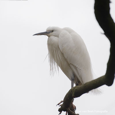 Kleine zilverreiger