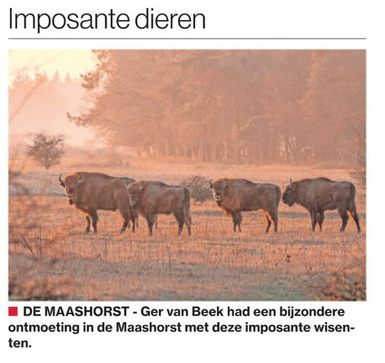 Imposante dieren, Brabants  Dagblad