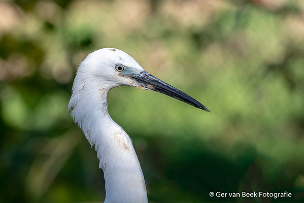 Kleine zilverreiger