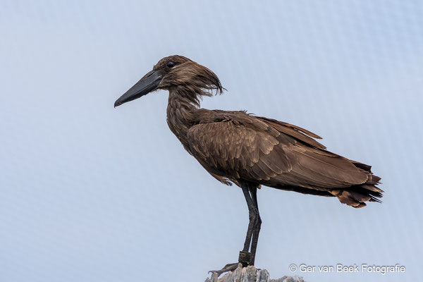 Hamerkop