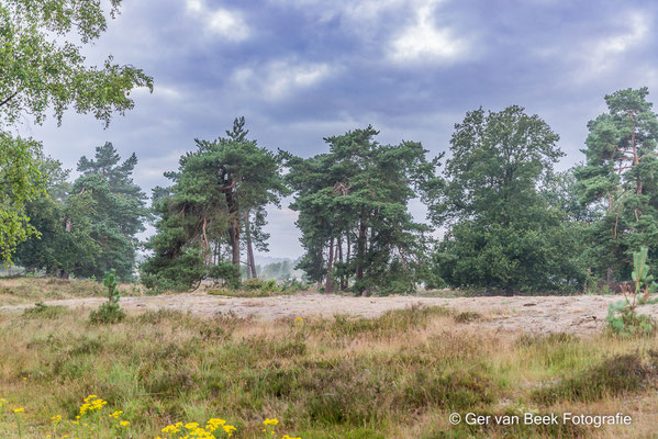 Kampina
