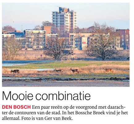 Bossche Broek, Brabants Dagblad