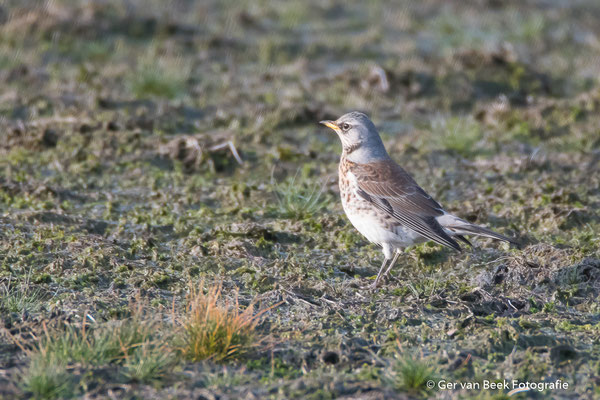 Kramsvogel