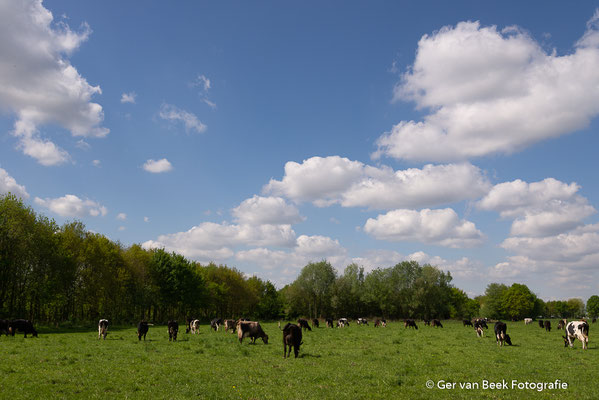 Hollands landschap