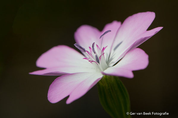 Bloem