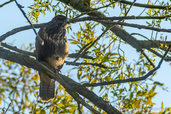 Buizerd